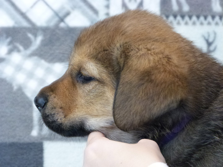 chinook puppy